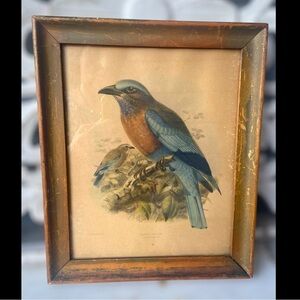 Antique 1893 Framed Bird Lithograph – Burmese Roller by J.G. Keulemans
